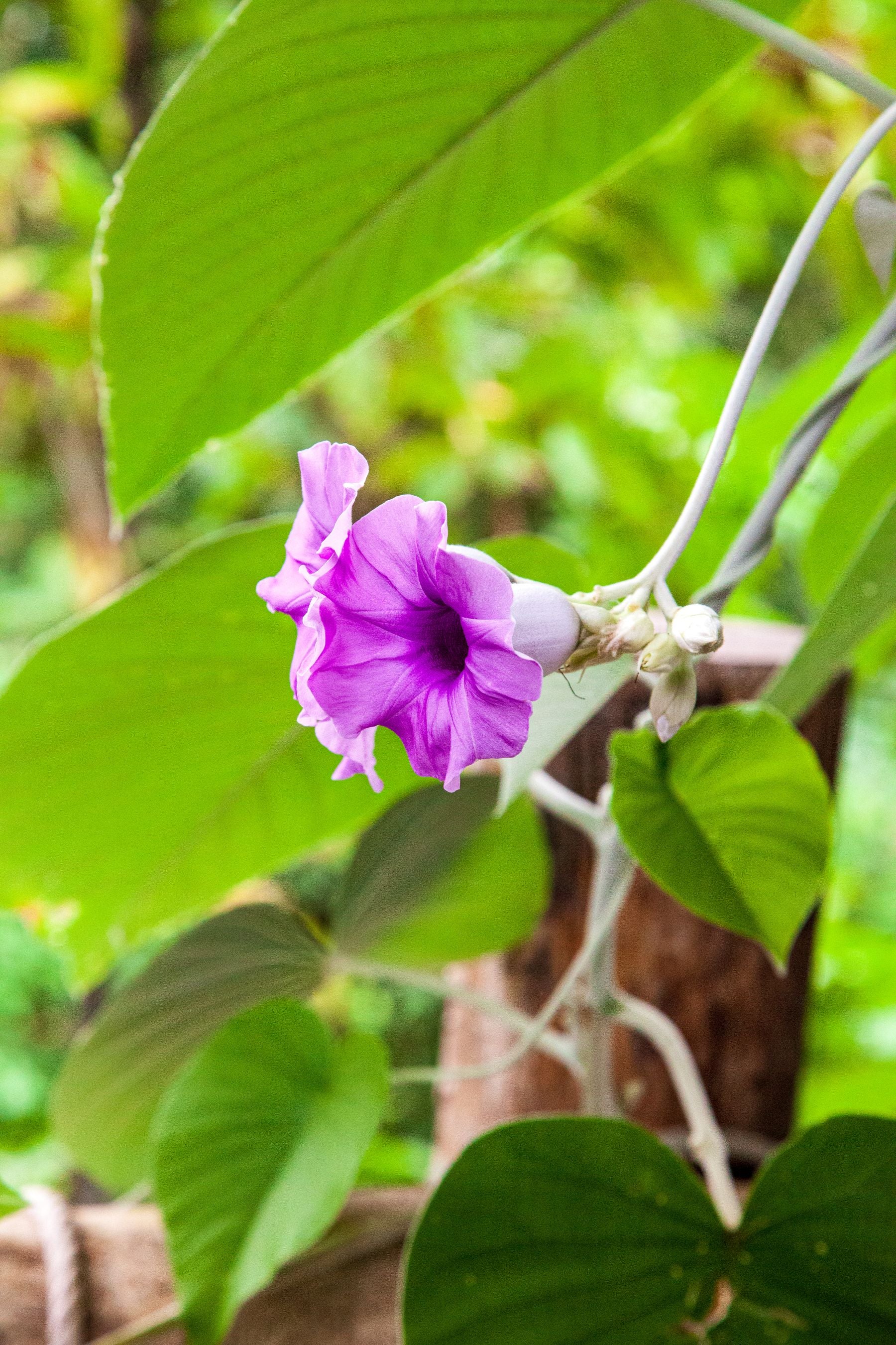 Elephant creeper (Argyreia nervosa) ka lavender-pink trumpet flower gehre purple throat ke saath, bade dil-aakar patton wali bel par