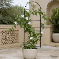 Jasminum Multiflorum - Flowering Climber