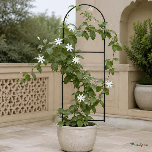 Jasminum Multiflorum - Flowering Climber