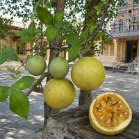 Bilva / Bael (Aegle marmelos) - Avenue Tree
