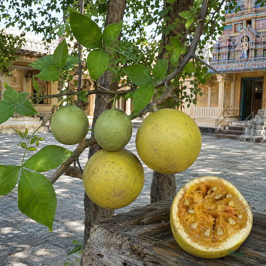 Bilva / Bael (Aegle marmelos) - Avenue Tree