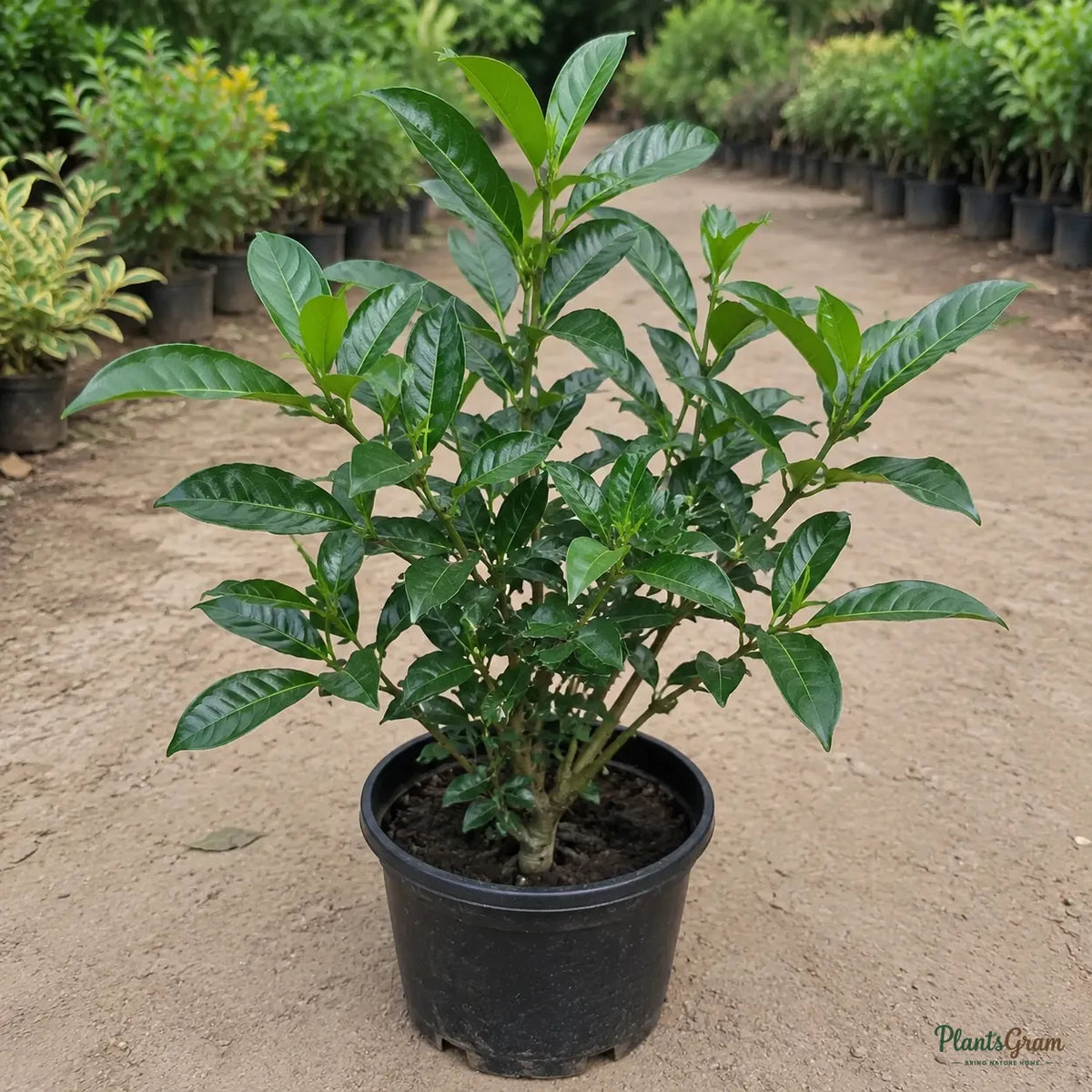 Tagar Wheel (Crape Jasmine) - Tabernaemontana divaricata