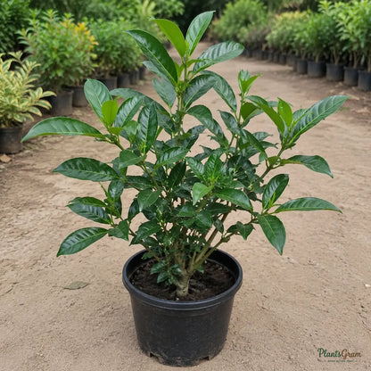Tagar Wheel (Crape Jasmine) - Tabernaemontana divaricata