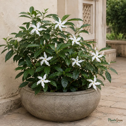 Tagar Wheel Star (Nandivardhana) - Tabernaemontana Coronaria