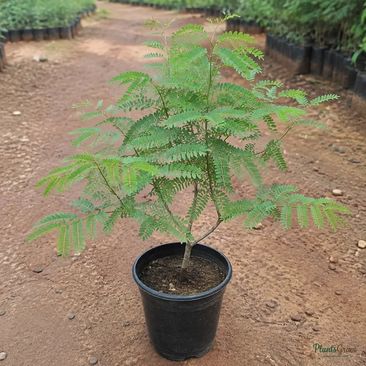 Caesalpinia / Shankasur (Red) - Caesalpinia pulcherrima