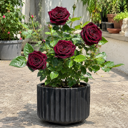 Maroon Rose - Rosa spp.