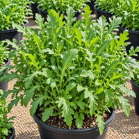 Rocket (Arugula) Seeds for Salad Gardens – 30–40 Seeds