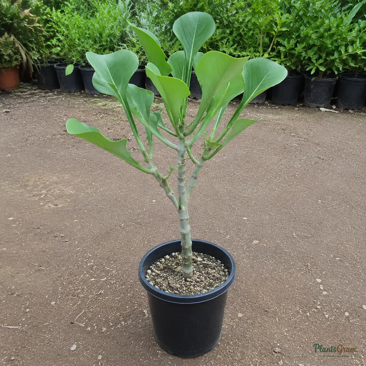 Plumeria Pudica (White Frangipani) - Wild Plumeria