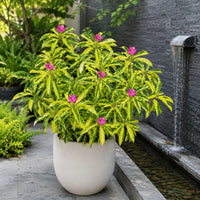 Ravenia Spectabilis Variegata - Flowering Plant
