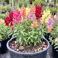Snapdragon Mixed Color Flower Seeds