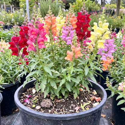 Snapdragon Mixed Color Flower Seeds