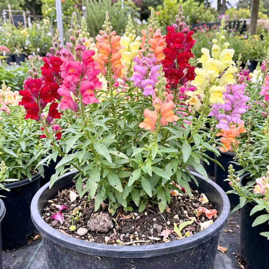 Snapdragon Mixed Color Flower Seeds