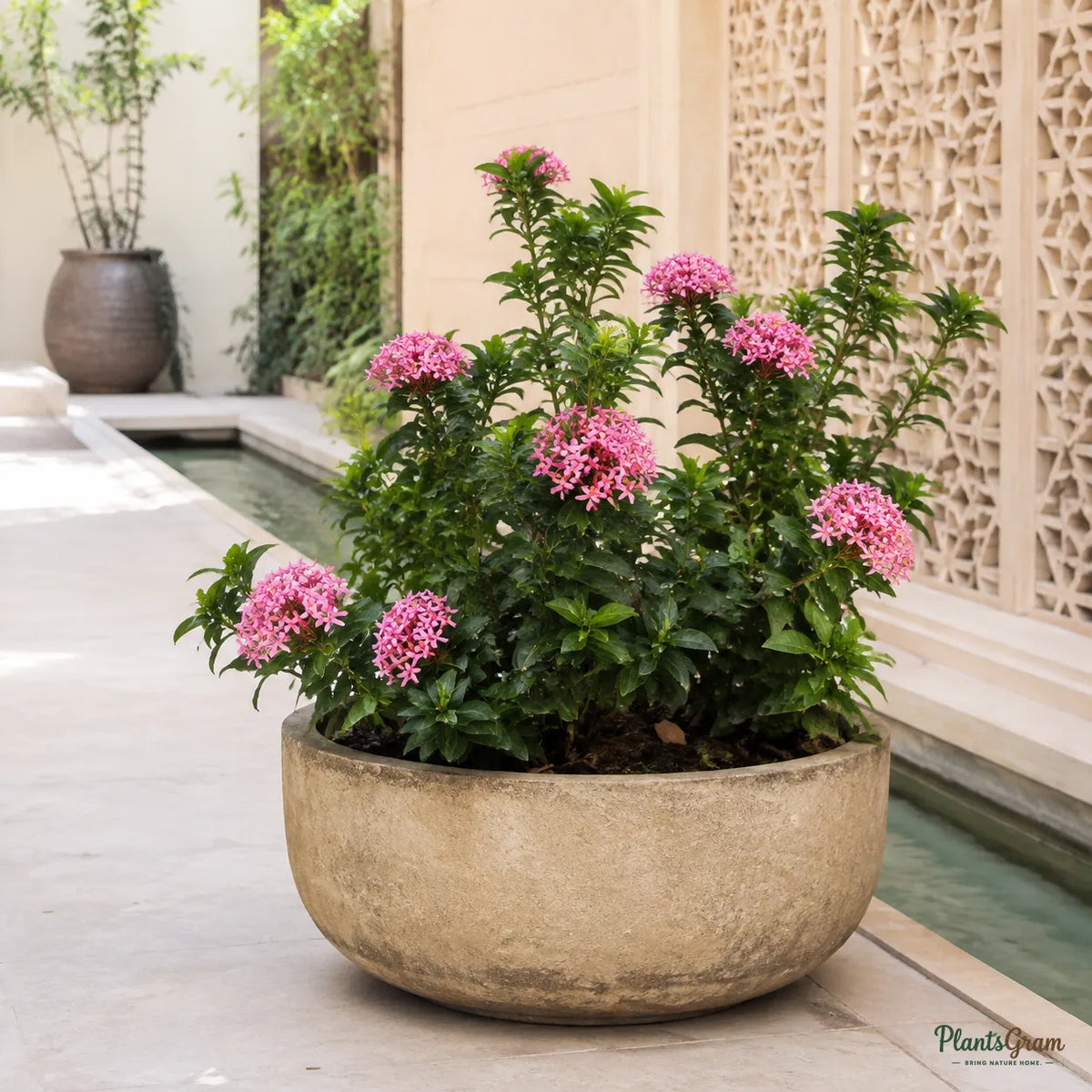 Ixora (Desi Pink) - Ixora coccinea