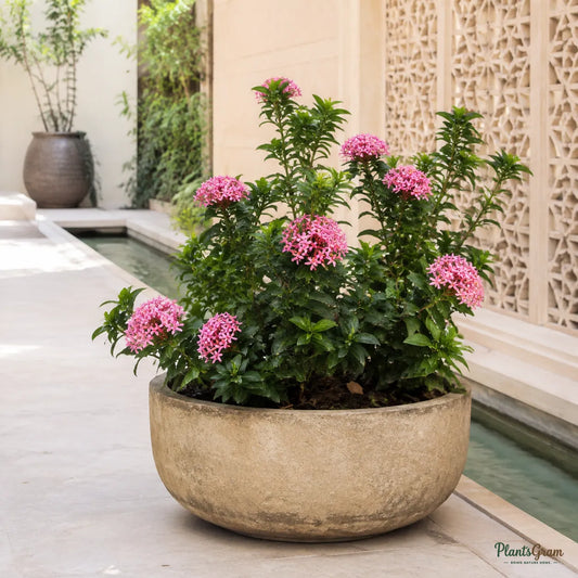 Ixora (Desi Pink) - Ixora coccinea