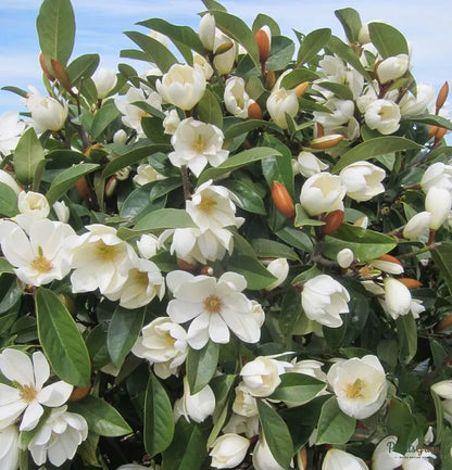 Dwarf Coco Magnolia creamy-white cup-shaped flower