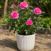 Floribunda Rose (Pink) - Rosa sp.