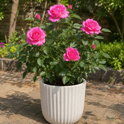 Floribunda Rose (Pink) - Rosa sp.