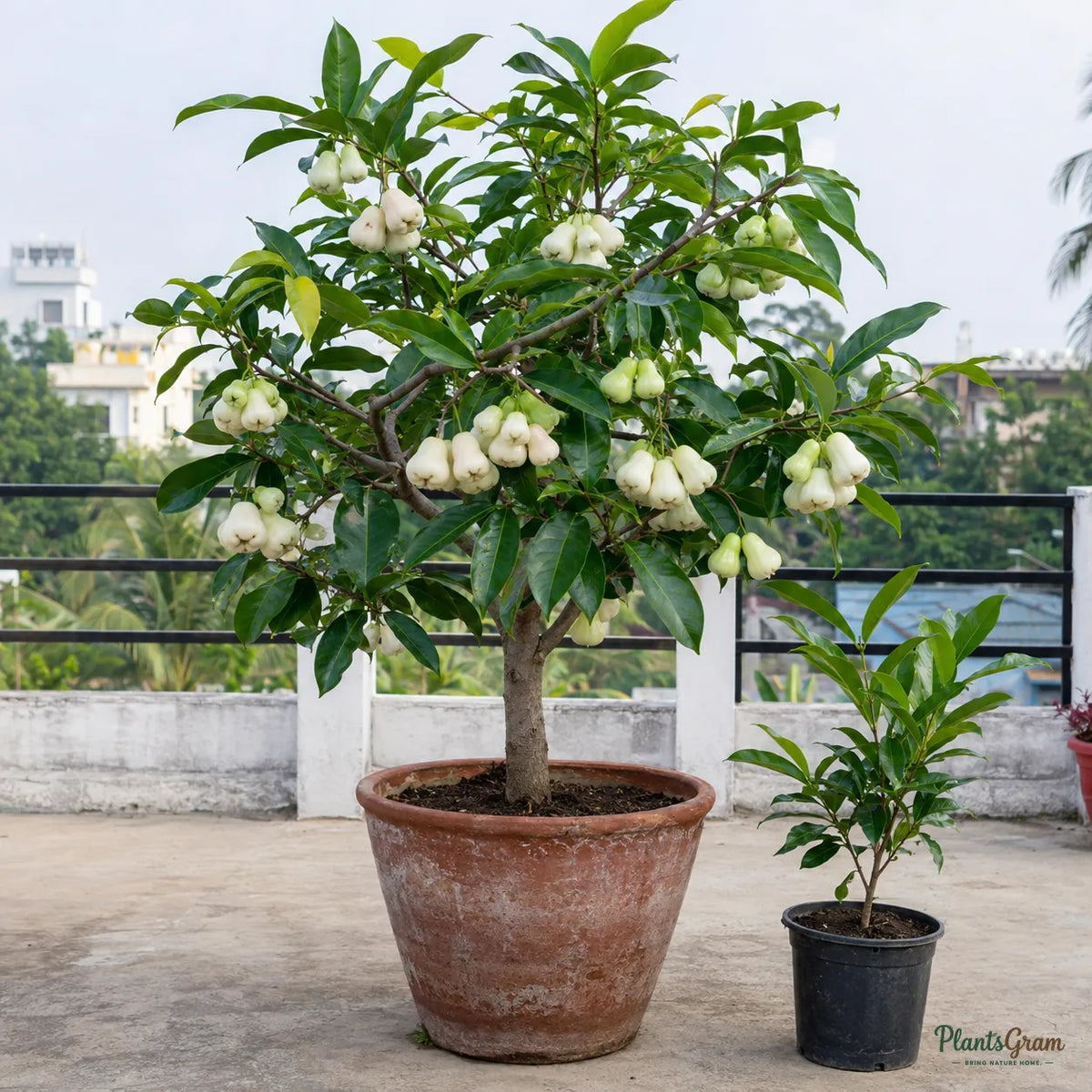 Water Apple (Hybrid) - White Variety