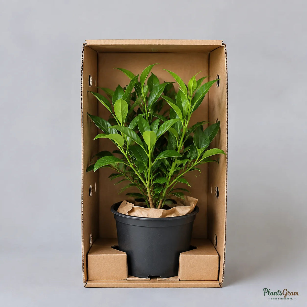 Tagar Wheel (Crape Jasmine) - Tabernaemontana divaricata