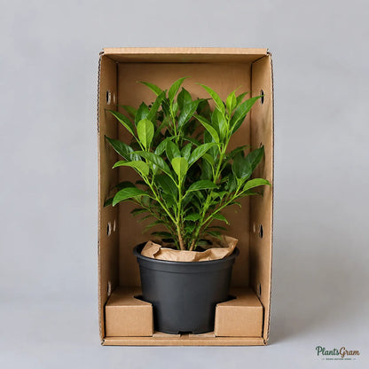 Tagar Wheel (Crape Jasmine) - Tabernaemontana divaricata