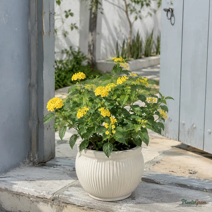 Lantana (Yellow) - Lantana camara