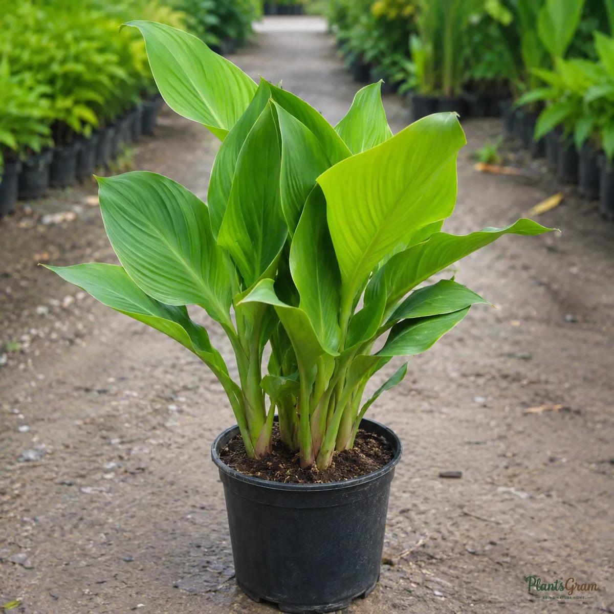 Cannas Dwarf Orange - Canna generalis
