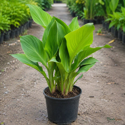 Cannas Dwarf Orange - Canna generalis