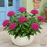 Pentas (Dark Pink) - Pentas lanceolata