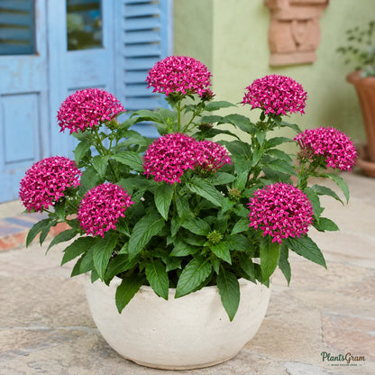 Pentas (Dark Pink) - Pentas lanceolata