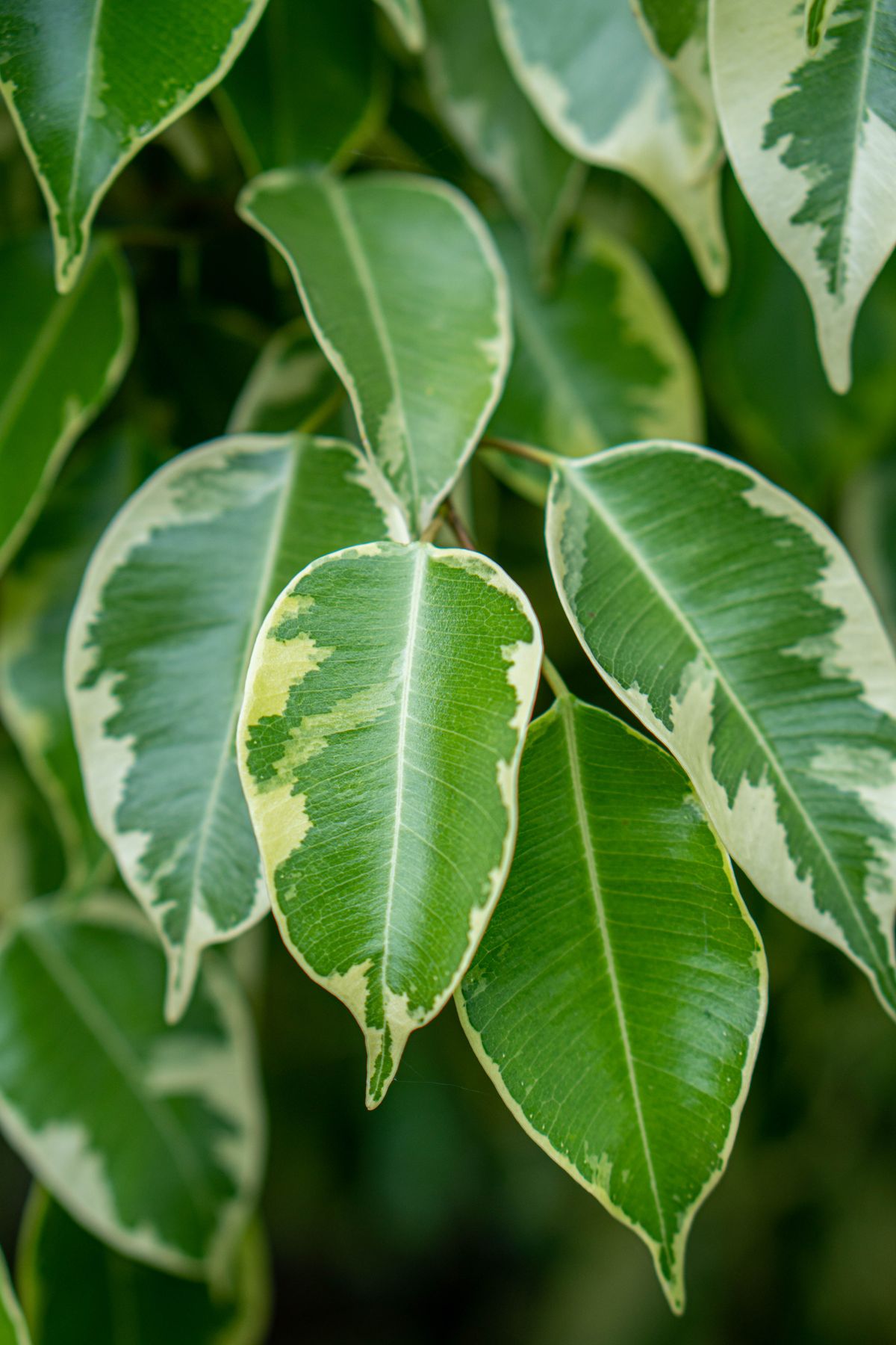 Ficus benjamina Starlight jhaadi ka close-up — chhote gol patte jinme safed-cream aur green variegation hai