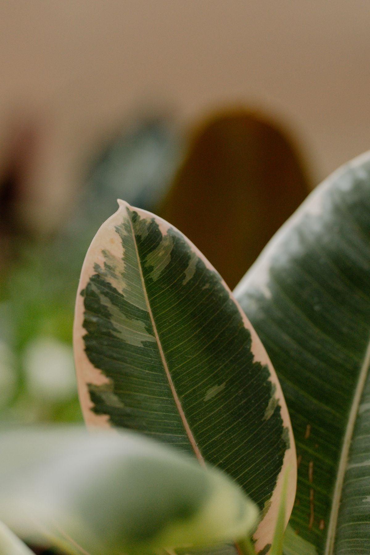 Ficus elastica ka variegated patta — gulabi-cream border ke saath dark green center, rubber plant ke patte jaisi shape