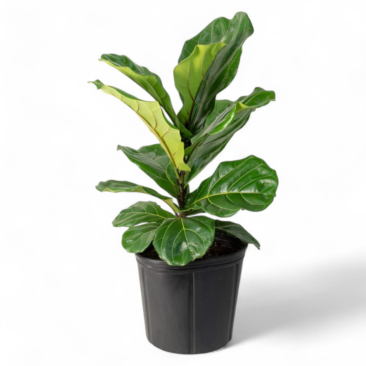 Fiddle Leaf Fig plant leaves close-up