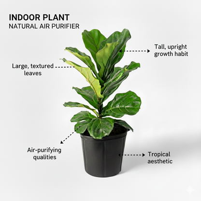 Fiddle Leaf Fig plant, plain background