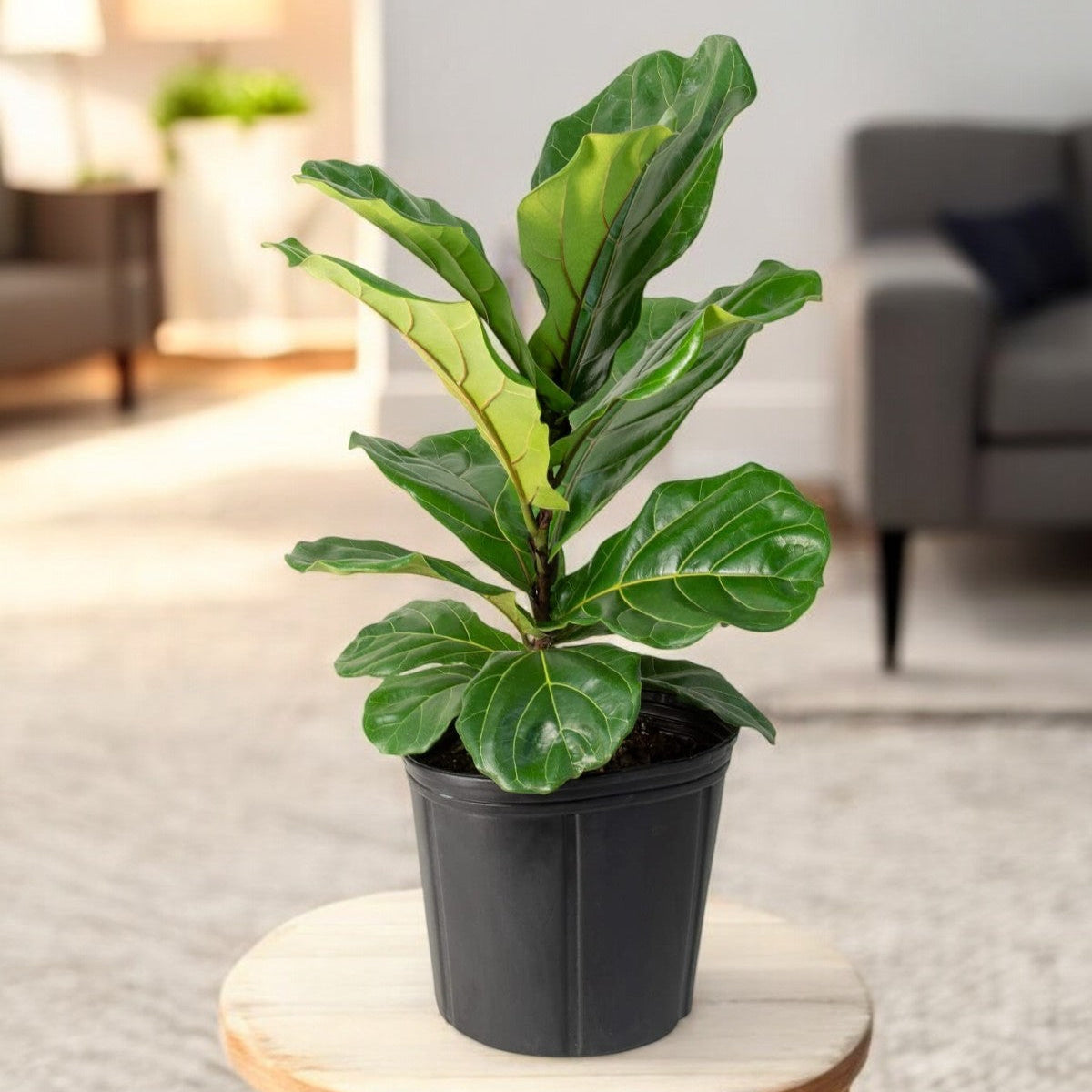 Fiddle Leaf Fig (Ficus lyrata) plant with large violin-shaped leaves in a black pot