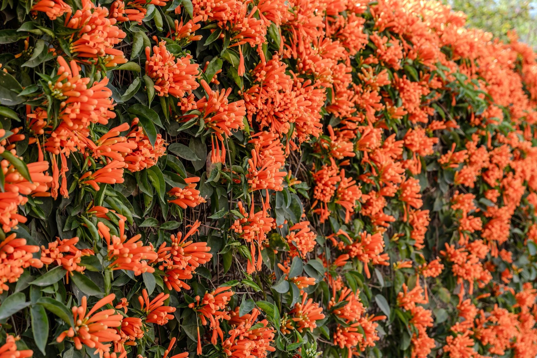 Pyrostegia venusta ki deewar par ugi bright orange tube-shaped phoolon ki bharmar