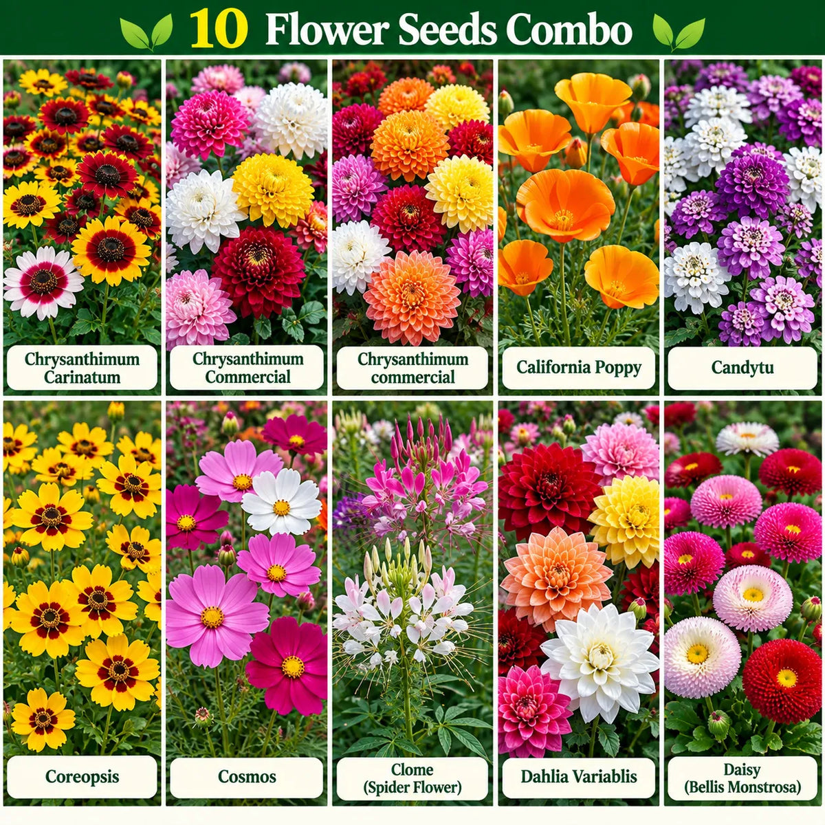 Flower seeds combo artwork showing Chrysanthemum, California Poppy, Candytuft, Coreopsis, Cosmos, Cleome, Dahlia and Daisy