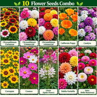 Flower seeds combo artwork showing Chrysanthemum, California Poppy, Candytuft, Coreopsis, Cosmos, Cleome, Dahlia and Daisy