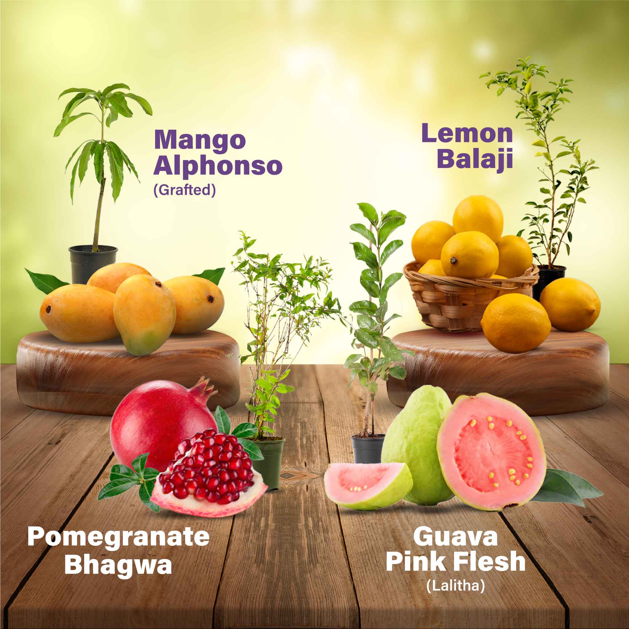 Set of 4 Fruit Plants Combo for Your Garden