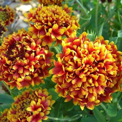 Gaillardia Finest Mix Seeds – F1 Hybrid