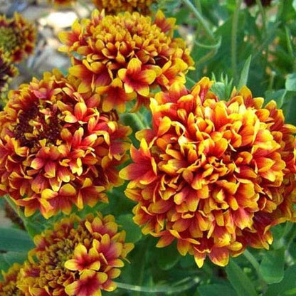 Gaillardia Finest Mix Seeds – F1 Hybrid