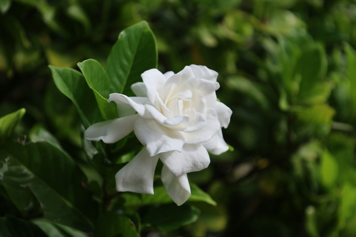 Gandhraj (Gardenia jasminoides) ka safed, ghana-petal wala khushbudar phool, chamakdar hare oval patton ke saath
