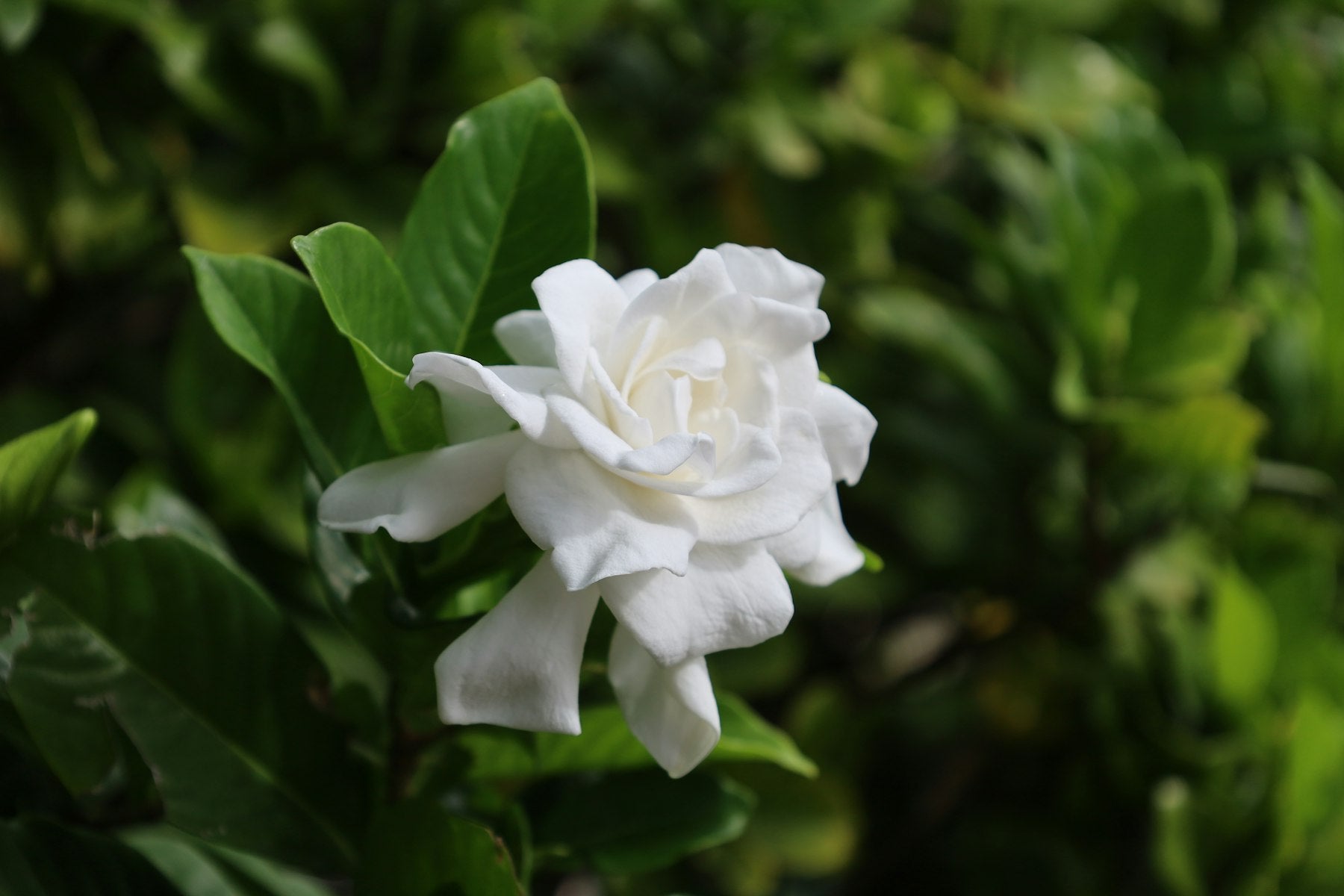 Gandhraj (Gardenia jasminoides) ka safed, ghana-petal wala khushbudar phool, chamakdar hare oval patton ke saath