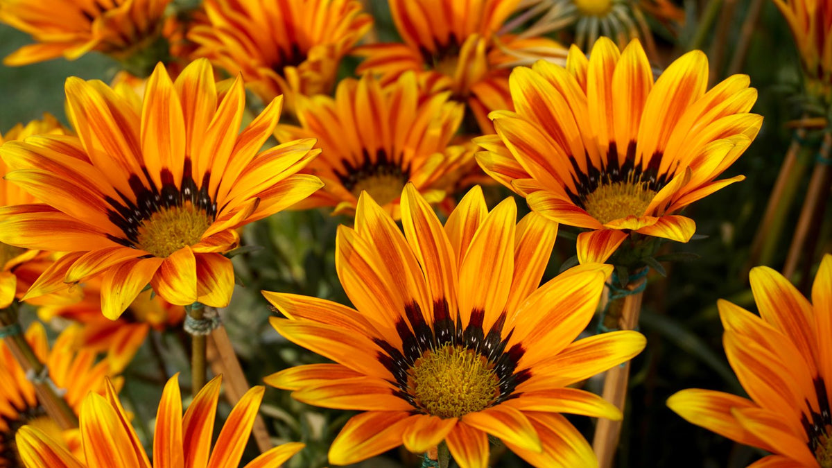 Gazania rigens ke orange-yellow daisy-type phool, dark center band ke saath — Sunshine Mix jaisa hi look