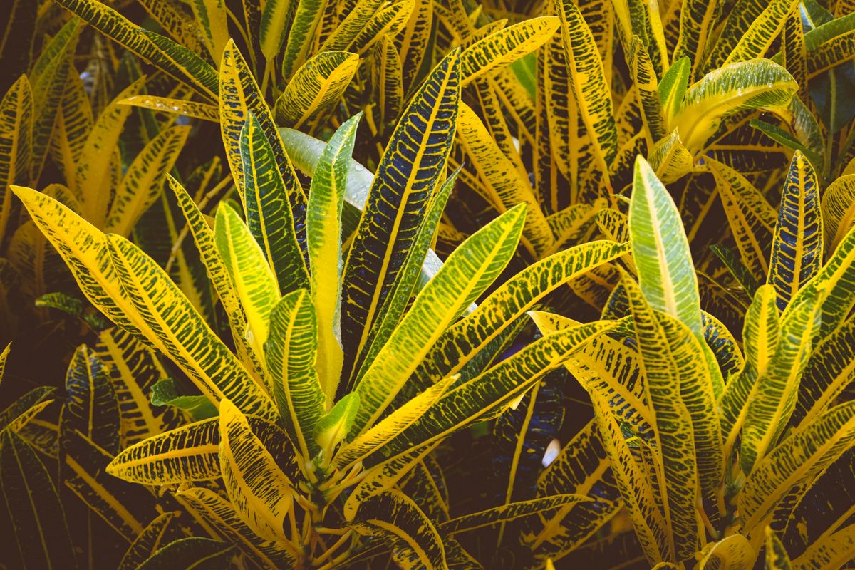 Gold Dust Croton — dark green oval leaves jinme chote-chote gold/yellow speckles bikhre hue hain, dense bush.