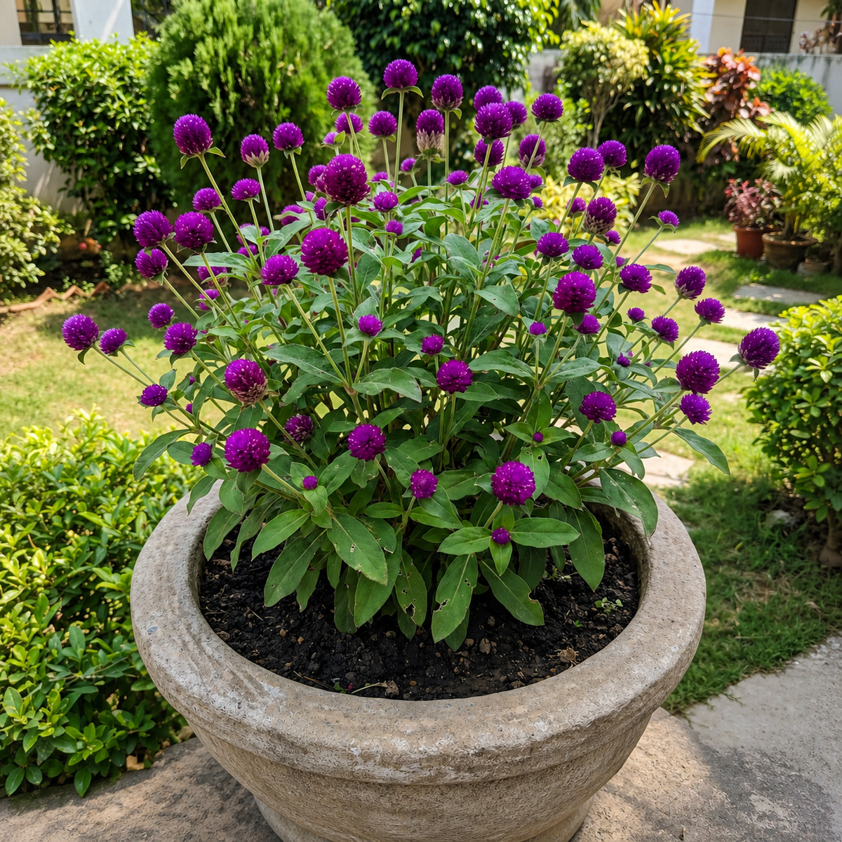 Logo-free realistic purple Gomphrena plant in an Indian garden pot