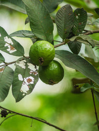 Do hare guava tree ki daal par latke hue, leaves ke beech close-up