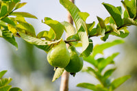 Guava fruits branch par, sunlight ke saath outdoor shot