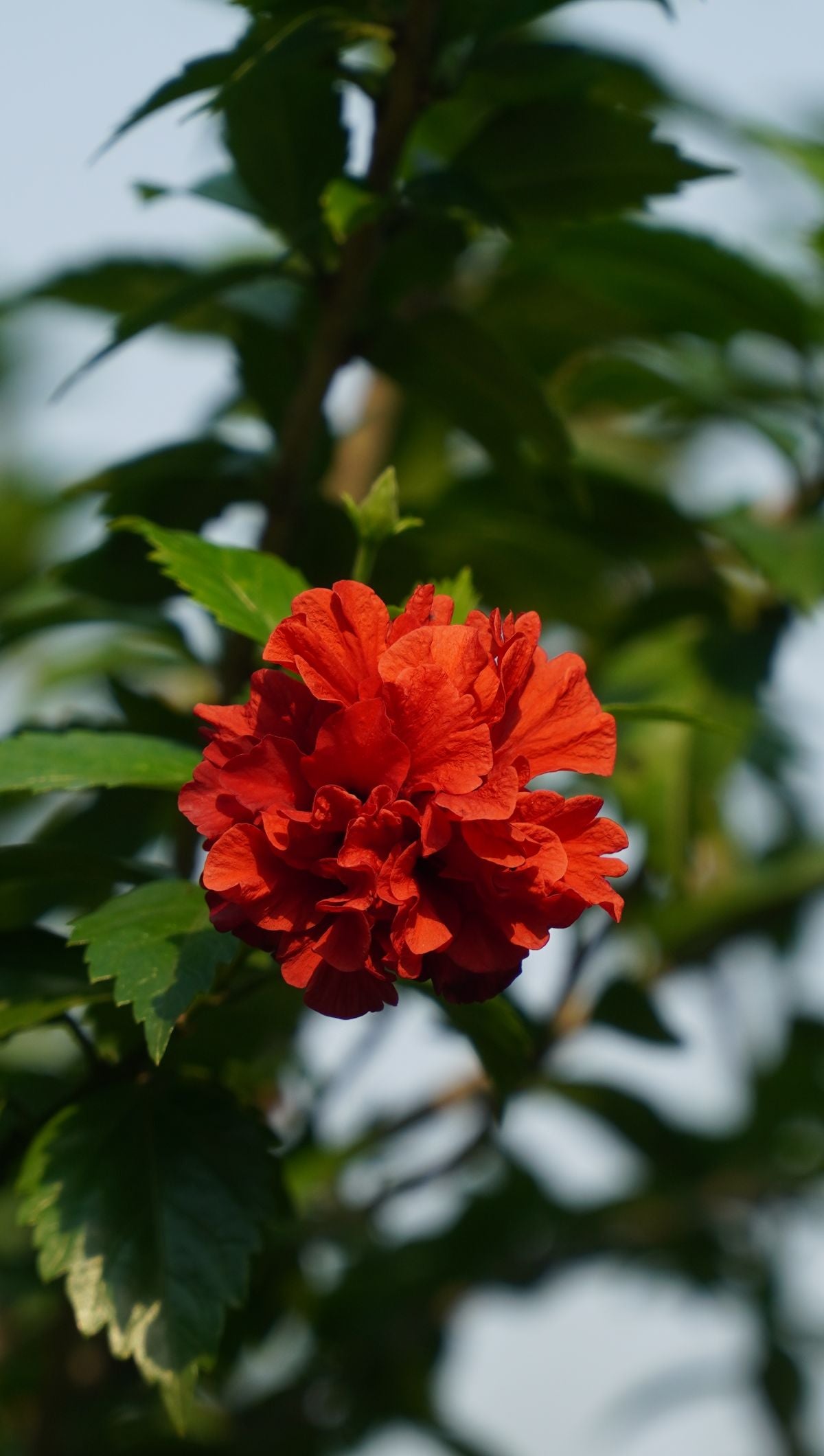 Gudhal ka gehra laal double-petal phool, ghane hare patton ke beech khila hua