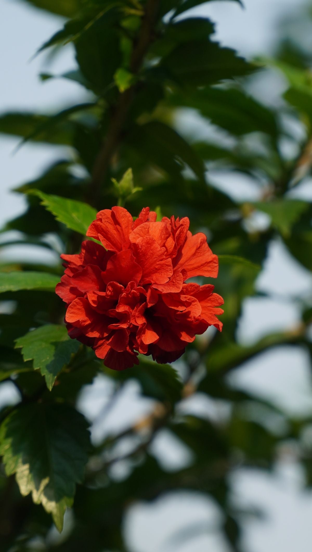 Doosra angle - laal layered/ruffled petal wala hibiscus phool paudhe par