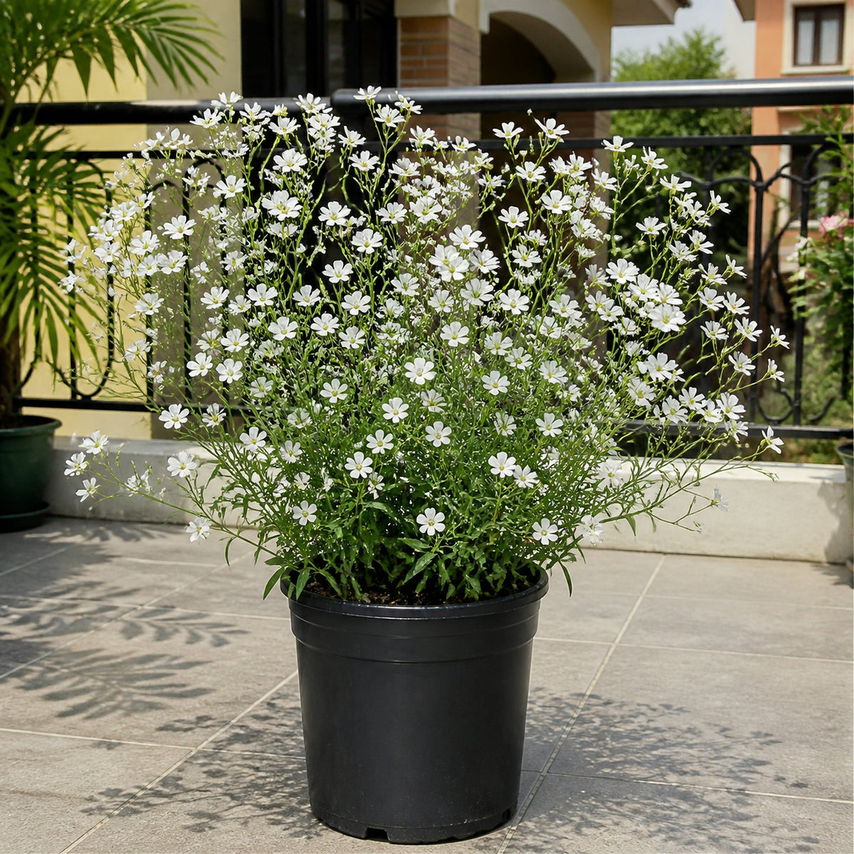 Gypsophila White Color Flower Seeds growing in a black pot on an Indian home garden balcony